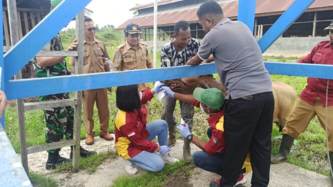
 Dinas Pertanian Bersama Dengan Loka Veterine Gelar Sosialisasi Pencegahan PMK Di Teluk Bintuni